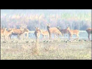 Barasingha or Swamp deer in green pastures