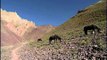 Landscape of green pastures & ponies grazing in Ladakh