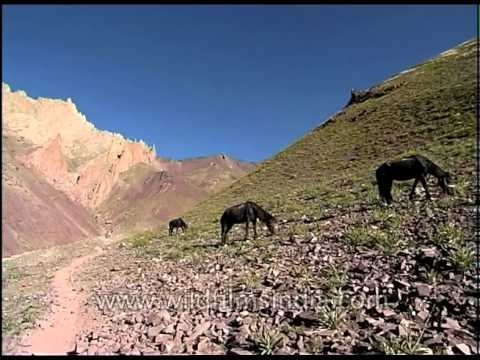 Landscape of green pastures & ponies grazing in Ladakh