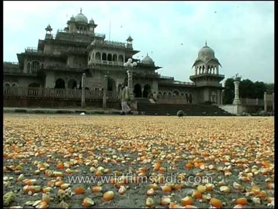 Albert Hall Museum and its pigeons, Jaipur