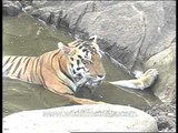 Tiger sitting and drinking water in a water hole