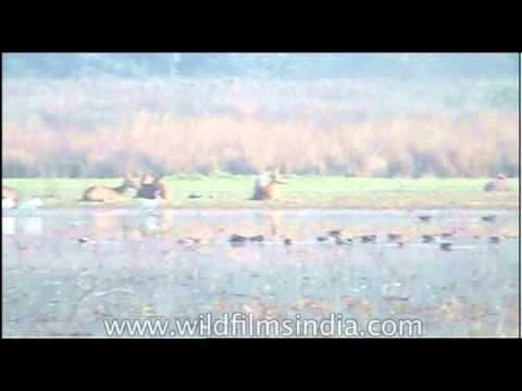 Where there's water there is life - Barasingha grazing!