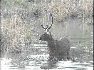 Barasingha stag bathing and eating at the same time
