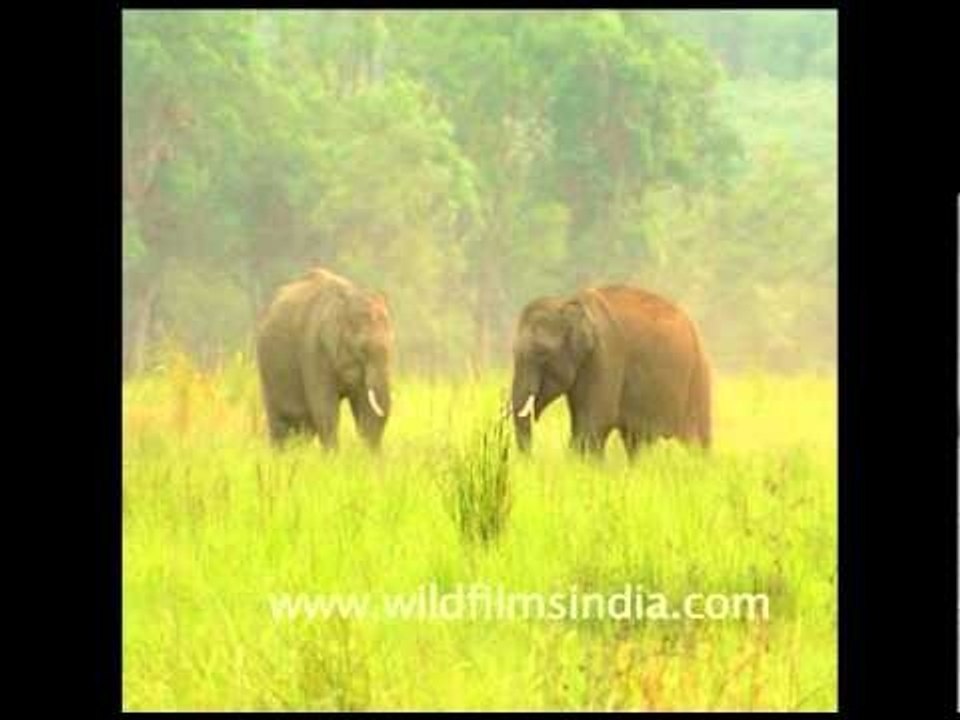 A pair of elephants