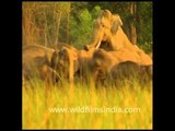 Elephants mating!! Rare footage of the mating of the giants