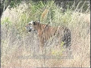Tiger walking in the dry jungle of central India