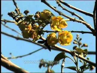 Flora trees dvd 84 3