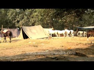 The lone black stalion among the whites at Sonepur cattle fair!