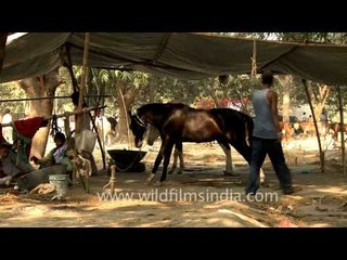 Black horse for sale at Sonepur cattle fair of Bihar