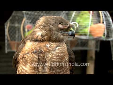 Birds are sold too at the Sonepur Cattle Fair in Bihar