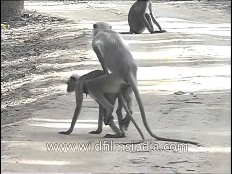 Langur monkeys mating or show of dominance?