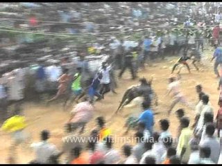 Jallikattu: Taming the Bulls in India