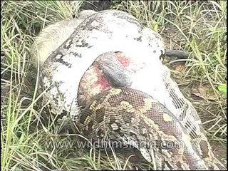 Python molurus or Indian Python eating Langoor!