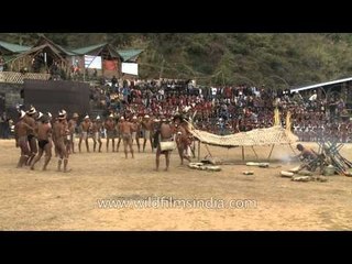 Fun at work - Sing while working in the paddy fields, Konyak Nagas