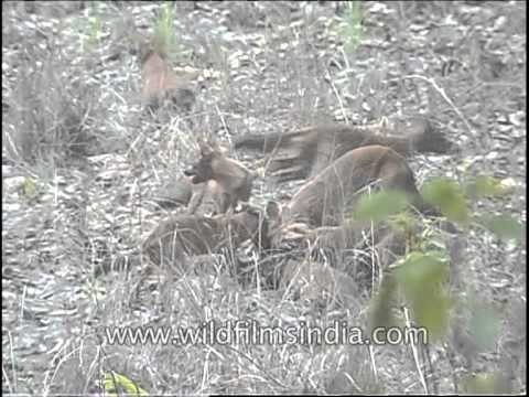 Dhole : The Asiatic wild dog