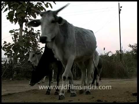Livestock rearing is a means for sustainable livelihoods in rural India, Madhya Pradesh