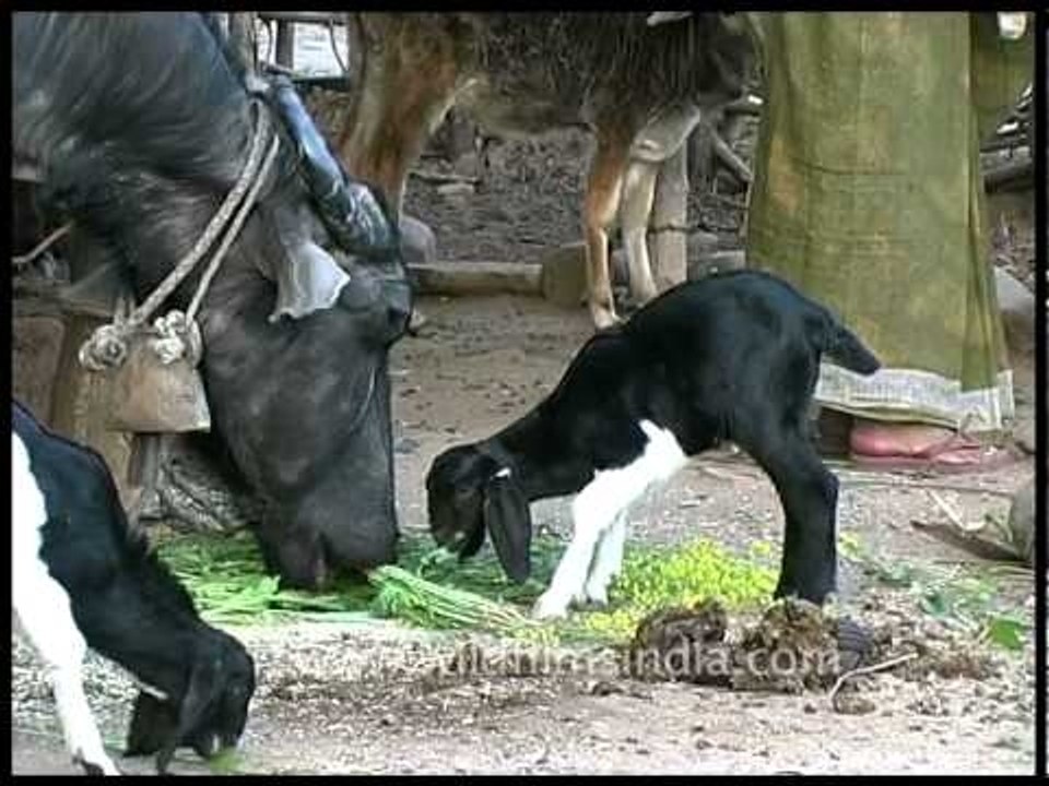 Cattle rearing in rural Madhya Pradesh, India