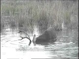 Barasingha romping about in the muddy waters
