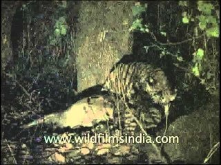 Tigeress having dinner with her cub