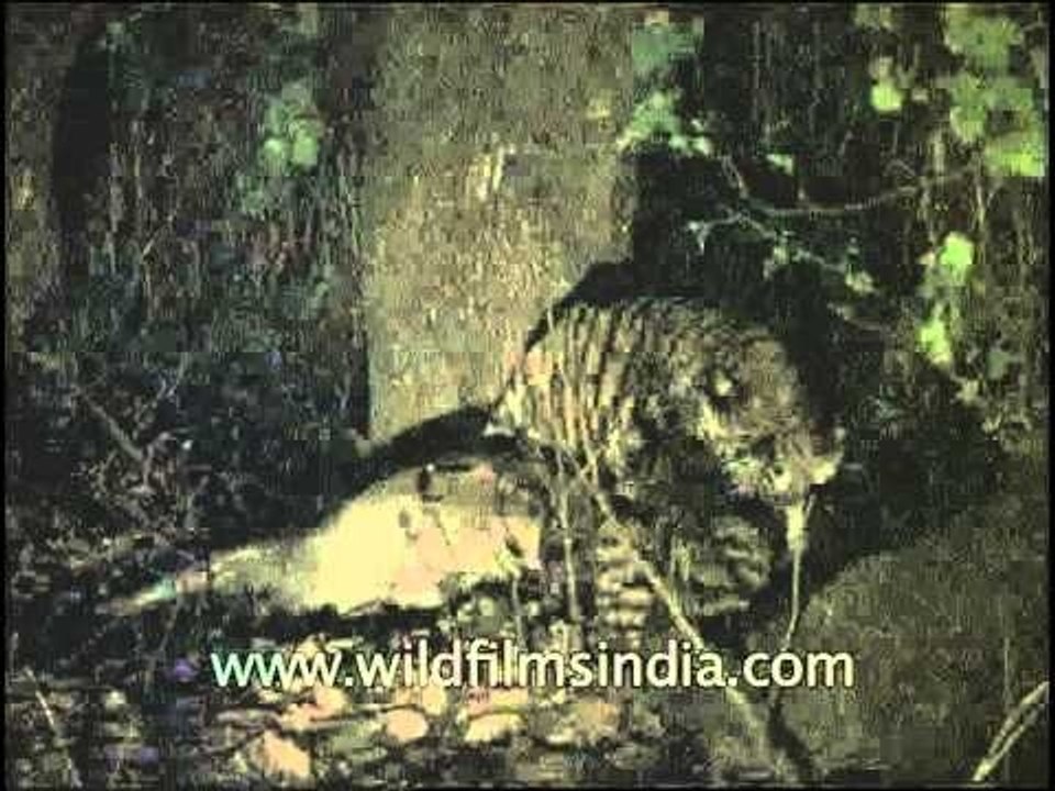 Tigeress having dinner with her cub