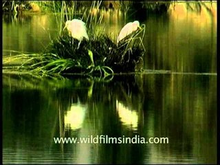 Egrets on the Ken River in Madhya Pradesh