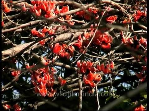 Trees of India - Flame of the Forest / Dhak in Madhya Pradesh, India
