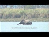 Elephants fishing in India - rare footage