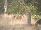 Tiger walks through a jungle