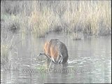 Barasingha - Dipping its head inside muddy waters for want of food