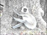 Gray langurs :  the most widespread Langurs of the Indian Subcontinent