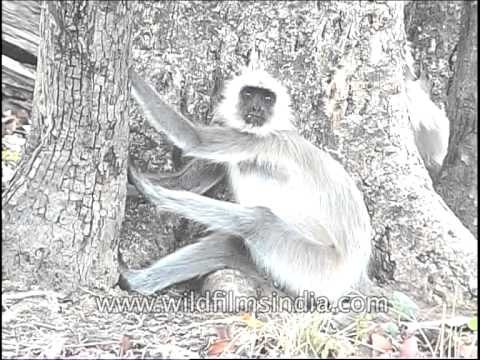 Gray langurs : the most widespread Langurs of the Indian Subcontinent