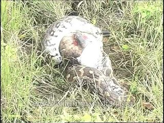 Python eating a langur alive