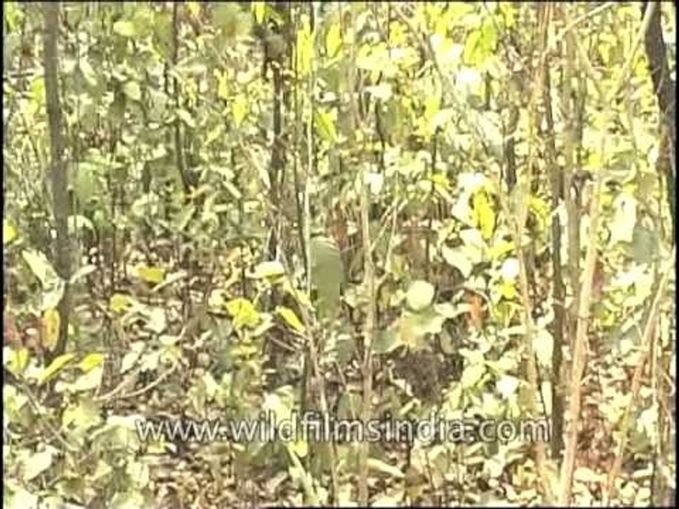 Tiger cub walking into bushes and trees