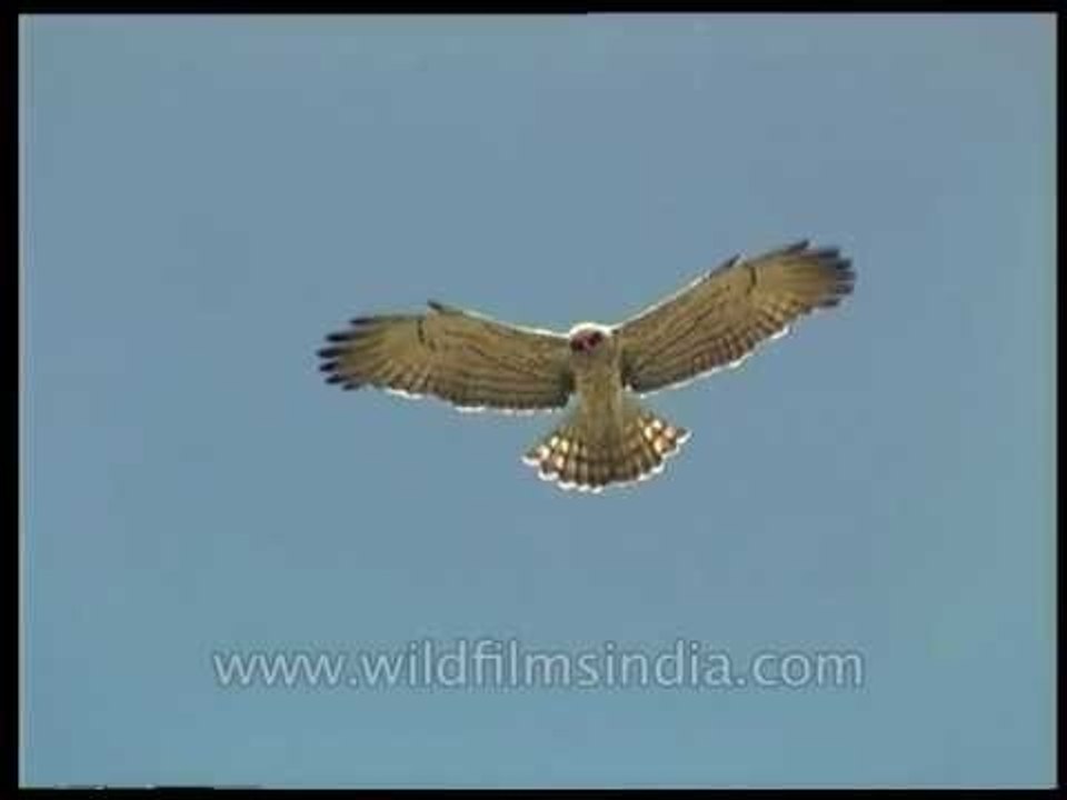 Short-toed Eagle doing the Samba, mid-air!