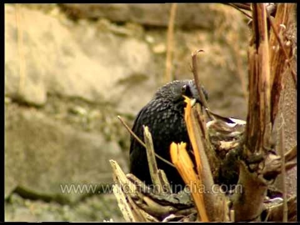 Blue or Himalayan Whistling Thrush