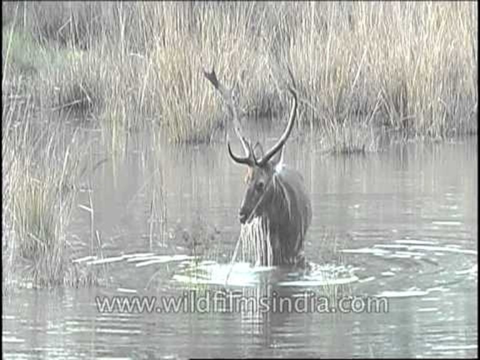Barasingha getting baptized?!?!
