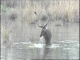 Barasingha getting baptized?!?!