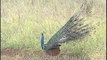 Peacock proudly flaunting its feathers!