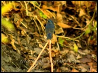 Orange-flanked Bush-robin or The Red-flanked Bluetail