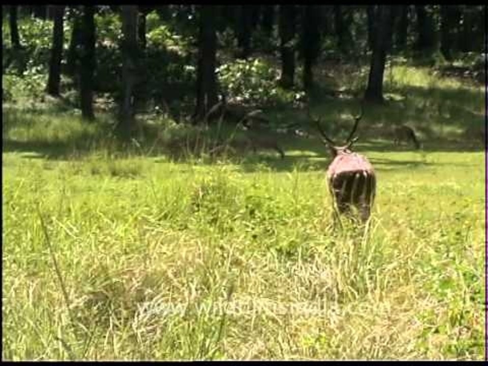 Swamp Deer being rescued by forest department staff at Kanha