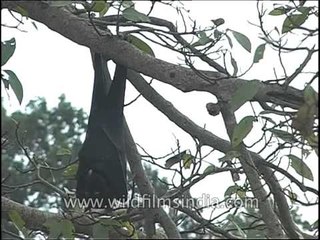 Bat hanging from tree and eating