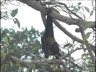 Bat hanging from the tree