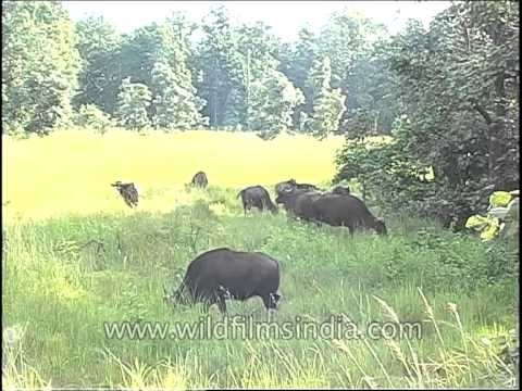 Gaur : The largest extant bovine