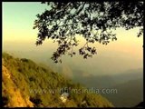 Himalayan Whistling Thrush on roof-top in Landour