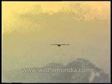 Himalayan Griffon Vulture soaring in Uttarakhand