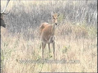 Male Barasingha making sound to attract opposite sex