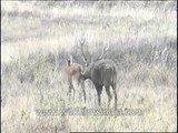 Swamp deer performing fellatio in grassland