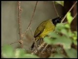 Black-headed Yellow Bulbul