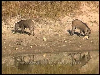 Wild boars at a water-hole