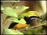 Orange-bellied Leafbird or Chloropsis